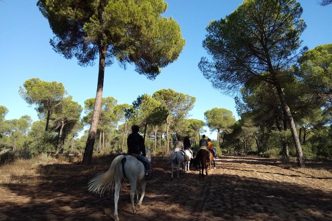 Horseback Riding Experience in Aljarafe, Doñana park from Seville - Practical details before you book