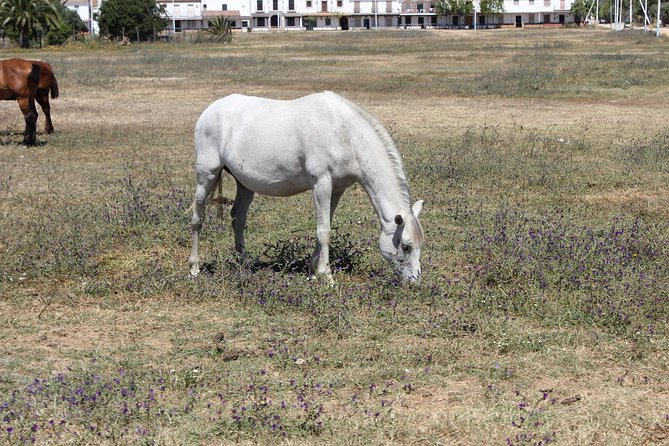 Horseback Riding Experience in Aljarafe, Doñana park from Seville - What the guide adds to the experience
