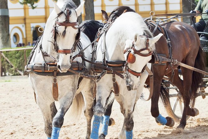 Jerez & Cadiz Winery with Tasting & Opt Horse Show from Seville - Should you book the Jerez and Cádiz excursion?