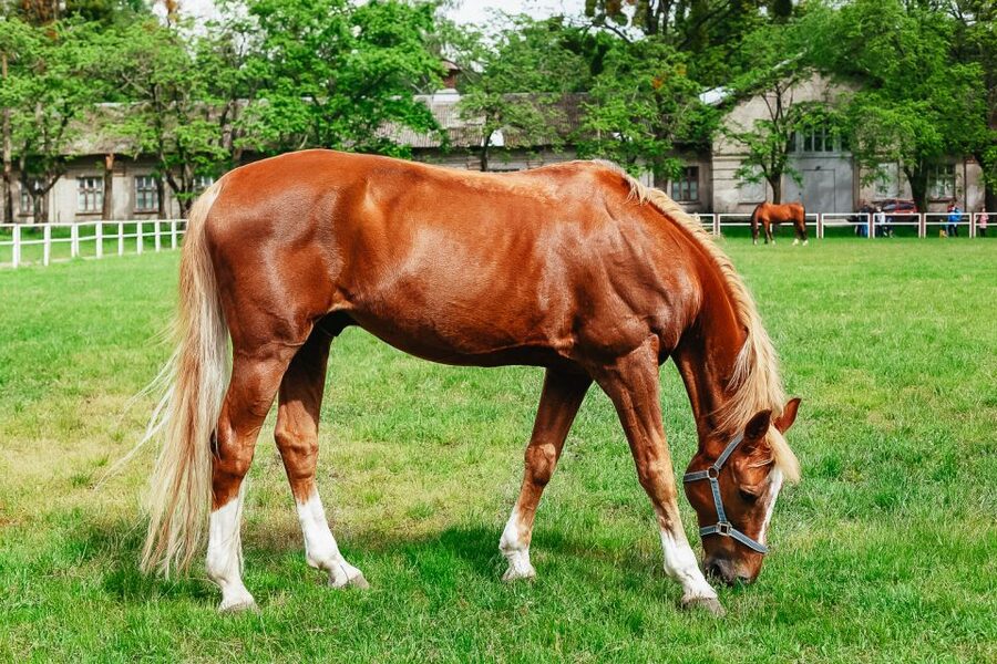 Jerez de la Frontera: How the Andalusian Horses Dance - Why the Andalusian horse show is worth your time