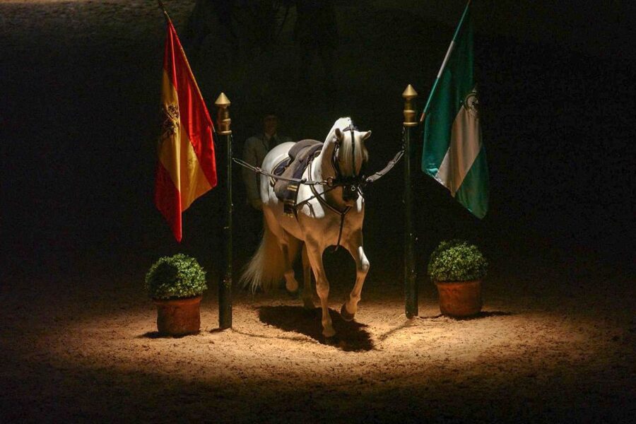 Jerez de la Frontera: How the Andalusian Horses Dance - Classical dressage turns movement into music