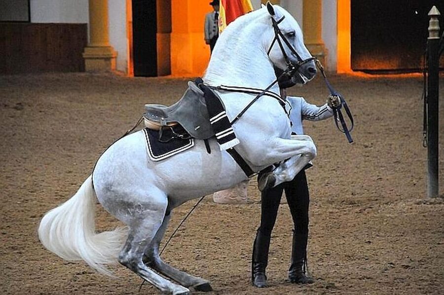 Jerez: Historic center of Jerez and horse show - Key points to know before booking