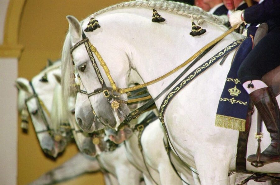 Jerez: Historic center of Jerez and horse show - Plaza del Arroyo and the wine trade