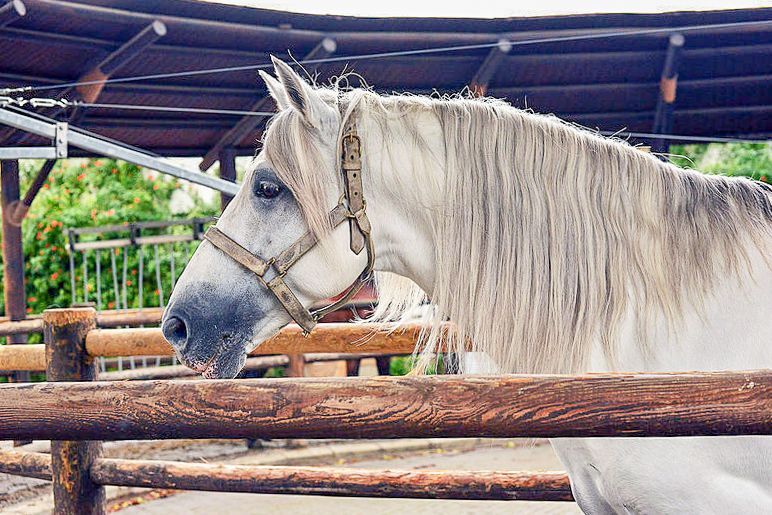 Jerez: Royal Andalusian School of Equestrian Art Admission - The Museum of Equestrian Art in 11 rooms