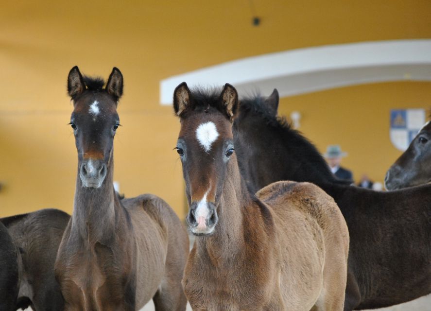 Jerez: Yeguada de la Cartuja Carthusian Horses Tour - Why Carthusian horses matter in Jerez