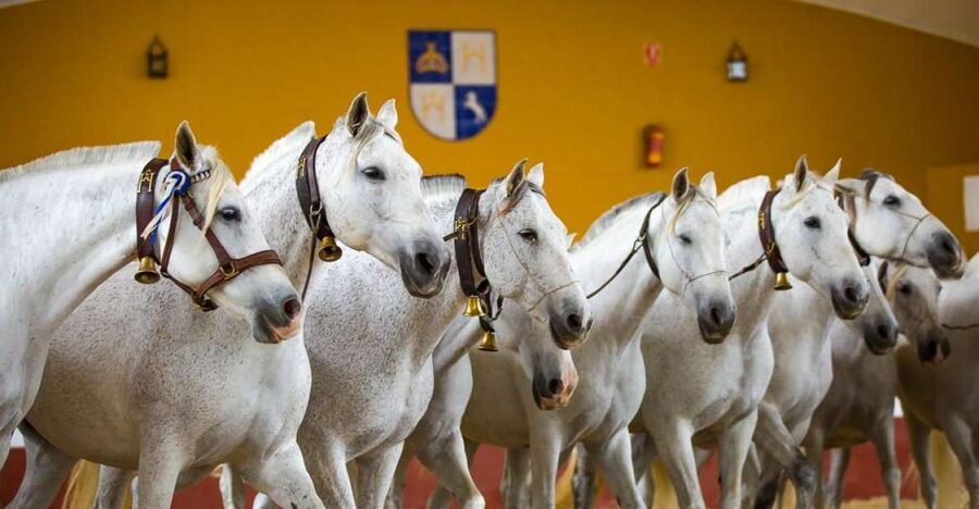 Jerez: Yeguada de la Cartuja Carthusian Horses Tour - The guided farm tour