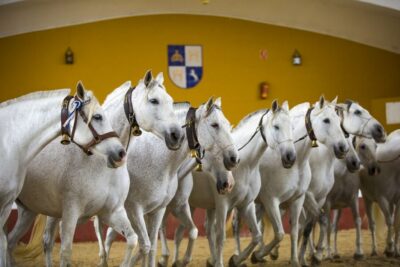 Yeguada de la Cartuja Carthusian Horses Tour