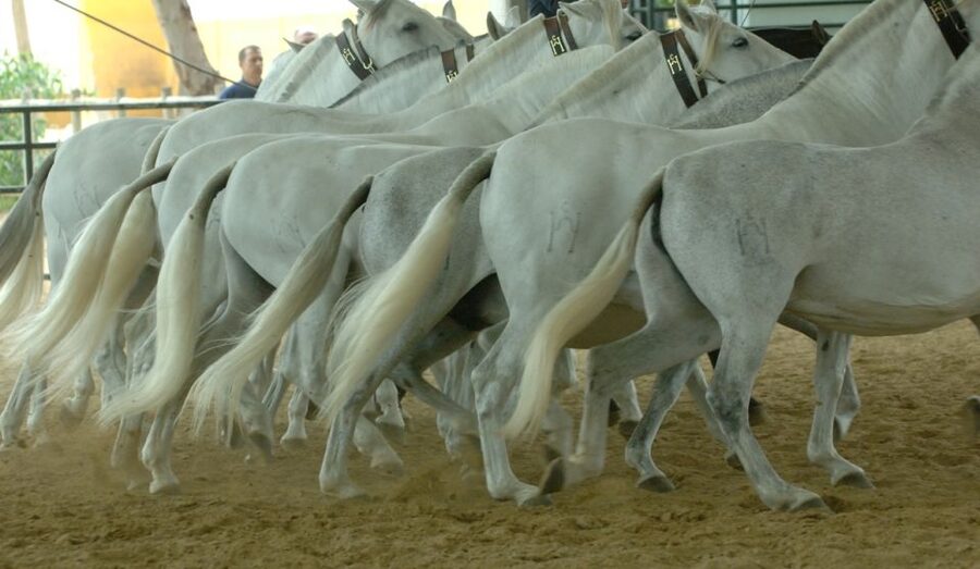 Jerez: Yeguada de la Cartuja Carthusian Horses Tour - Foals and the mother-colt relationship