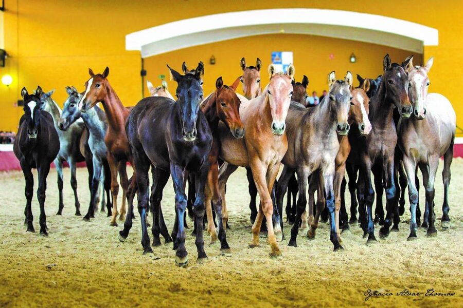 Jerez: Yeguada de la Cartuja Carthusian Horses Tour - The main-arena dressage show