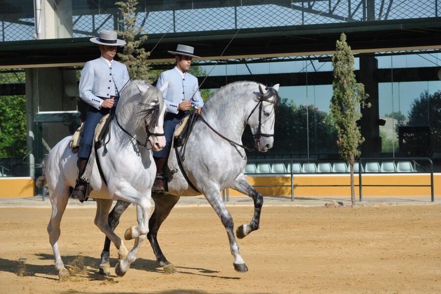 Jerez: Yeguada de la Cartuja Carthusian Horses Tour - Is the $22 price good value?