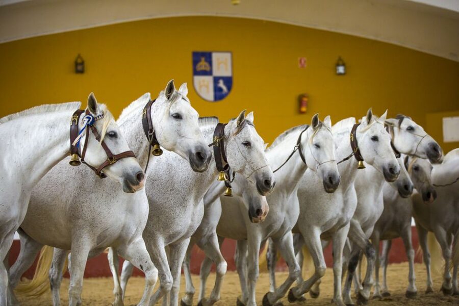 Jerez: Yeguada de la Cartuja Carthusian Horses Tour - Arriving at Fuente del Suero