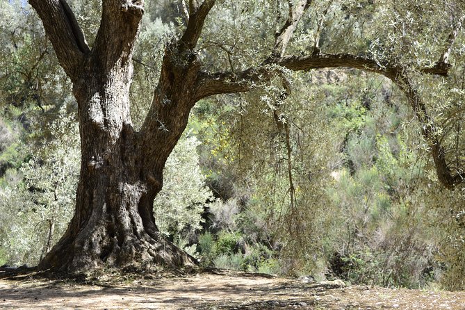 Olive Oil Farm Tour with Tasting from Seville - Leaving Seville for the olive groves