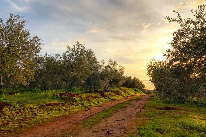 Olive Oil Farm Tour with Tasting from Seville - Buying oil and taking it home