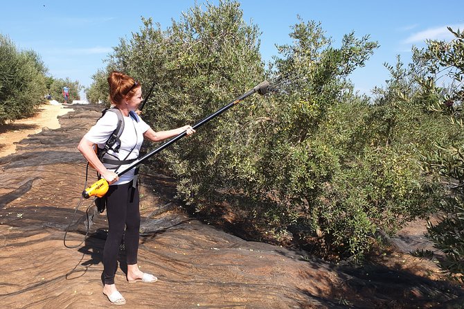 Olive Oil Farm Tour with Tasting from Seville - Guides, group size, and the feel of the visit