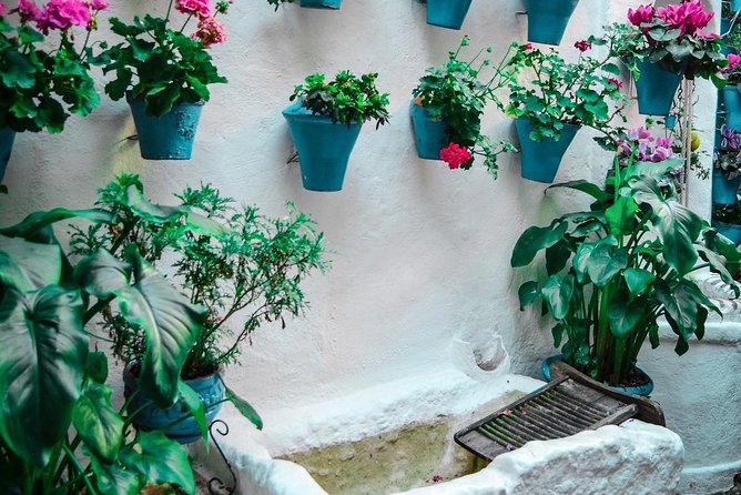 Patios tour in Cordoba - What to expect from the guide