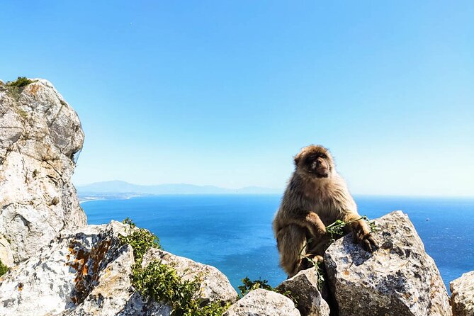 Premium private trip to Gibraltar from Seville (multiple options) - Why this private Seville trip works