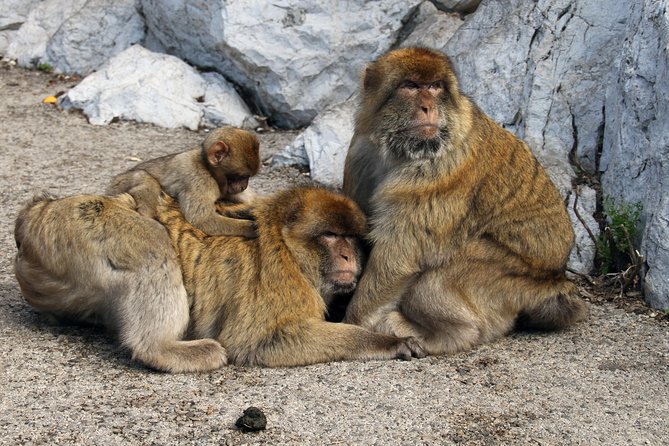 Private Gibraltar Day Tour from Seville - Is $556.15 per person a fair price?