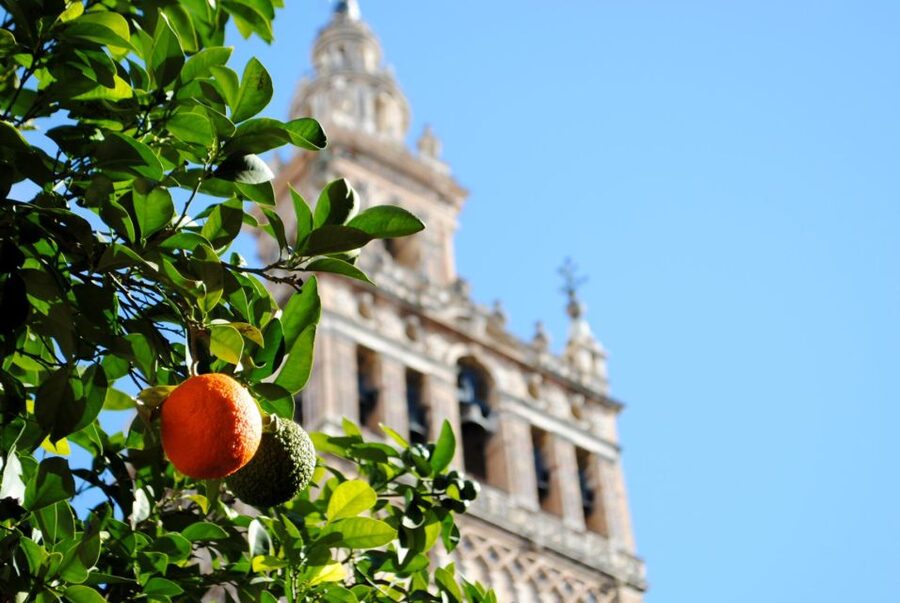 Seville 4-Hour Guided Walking Tour - Guide quality and the small-group advantage