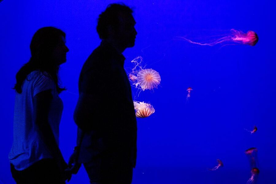 Seville Aquarium Admission Ticket - Who should book Seville Aquarium