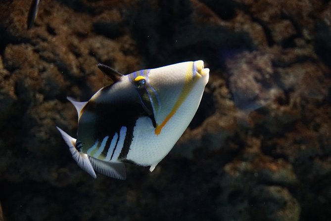 Seville Aquarium Admission Ticket - The Pacific and Indo-Pacific lead to the biggest tank