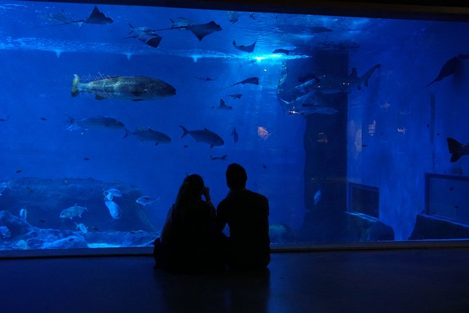 Seville Aquarium Admission Ticket - Why the aquarium works well for families