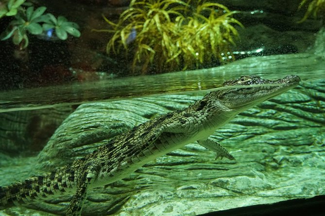 Seville Aquarium Admission Ticket - What the $20 ticket buys you
