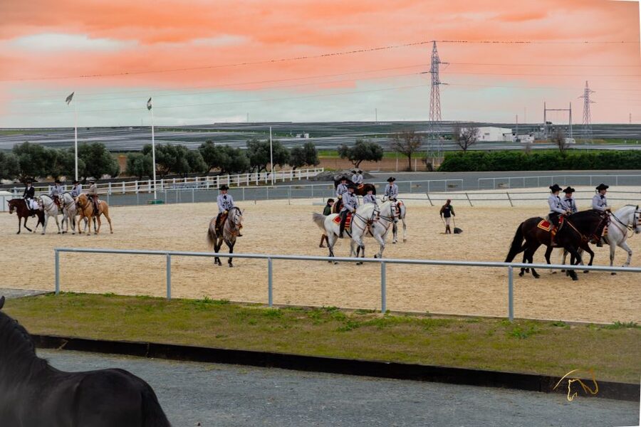 Seville: Horse's Show Entry Ticket. Optional Stud Farm Visit - Key points before you book