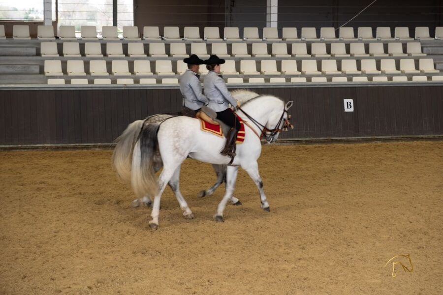 Seville: Horse's Show Entry Ticket. Optional Stud Farm Visit - Seeing Spanish horses at Yeguada Torreluna