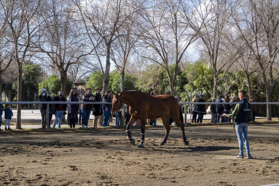 Seville: Horse's Show Entry Ticket. Optional Stud Farm Visit - The Traditions show brings the ideas together