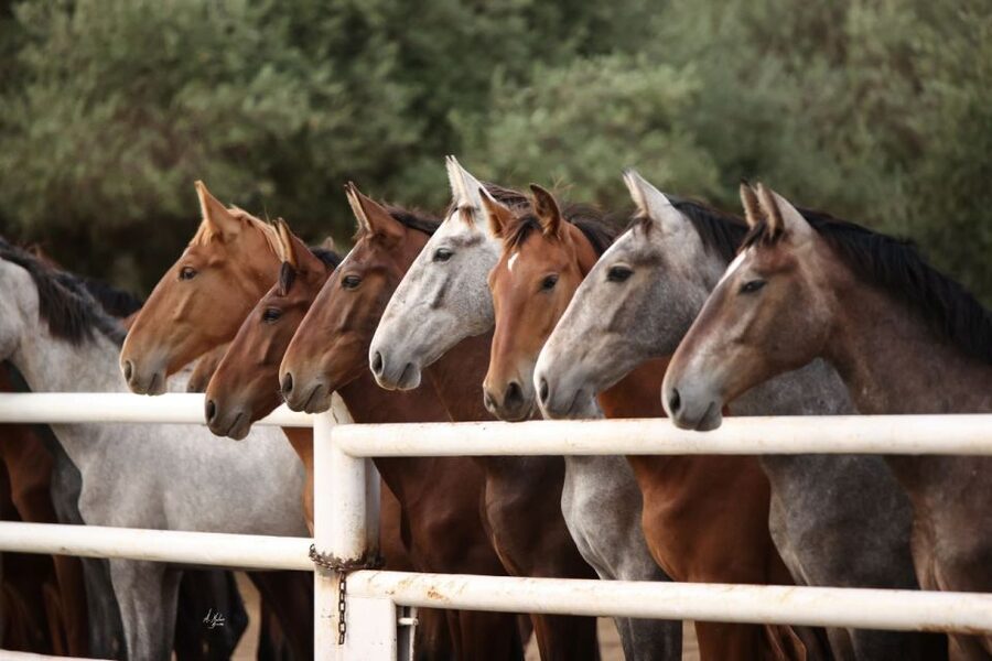 Seville: Horse's Show Entry Ticket. Optional Stud Farm Visit - The real cost is getting to the ranch