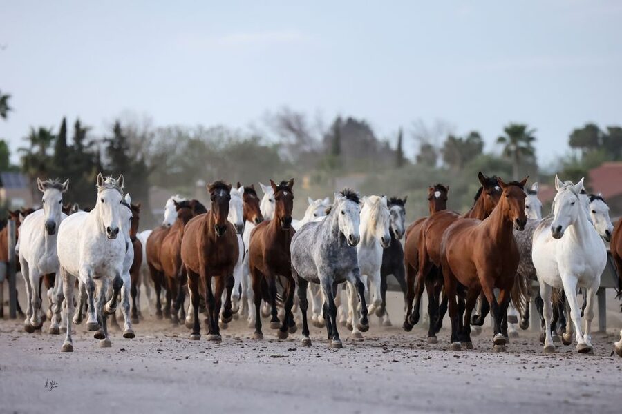 Seville: Horse's Show Entry Ticket. Optional Stud Farm Visit - Choosing between the show and the longer visit