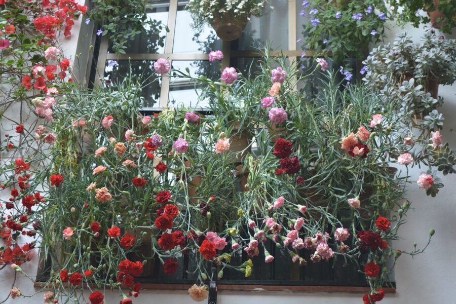 Sights, Sounds, and Scents of Córdoba's Patios - Why Córdoba’s patios matter