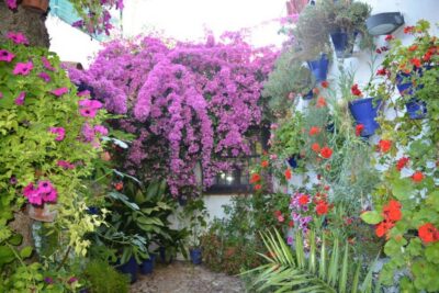 Sights, Sounds, and Scents of Córdoba’s Patios