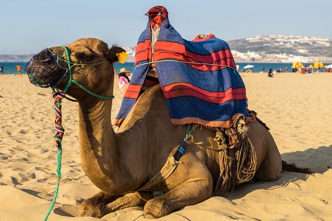 Tangier (Morocco) Day Trip from Seville with Local Guide - From Seville to Tarifa before breakfast is over
