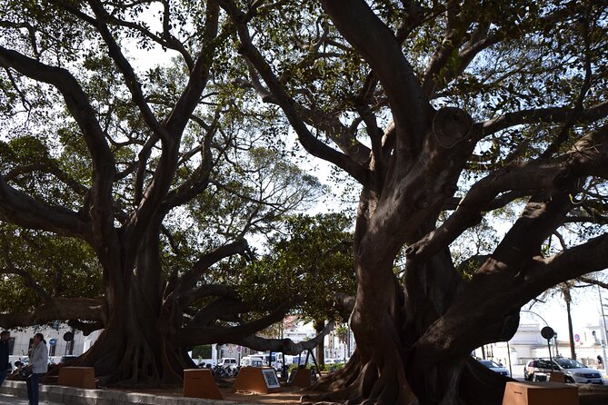 Walking Tour through Cádiz: Stories from the hand of a local guide - Plaza de la Mina and the Art of Looking Up