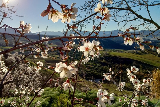 White Villages & Ronda 2 Days Tour from Seville - Leaving Seville at 9 a.m.
